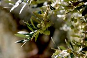 Olives arbequines en una finca de la Bisbal de Montsant.