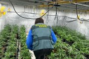 Imagen de la plantación de marihuana intervenida por la Guardia Civil en Tarragona.