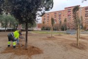 Dos membres de la brigada municipal replantant un arbre.