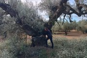 Imatge d'una de les oliveres monumentals localitzades a la finca de Santa Bàrbara.