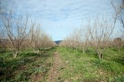 Avellaners en una finca a Vilallonga del Camp