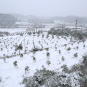 Imatge de la nevada entre l'Espluga de Francolí i Vimbodí i Poblet.