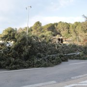 Un arbre caigut pel temporal de vent a Mont-roig del Camp