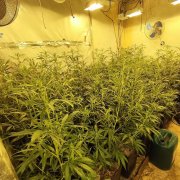 Organització marihuana Baix Penedès