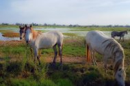 La Isla de Buda es hogar de los caballos salvajes de la Camarga.