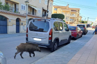 Imatge del porc senglar a Torredembarra.