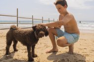 Gossos a la platja Llarga de Tarragona.