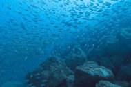 Las diferentes formas geométricas permiten que multitud de especies encuentren refugio, zonas de cría y alimentación.