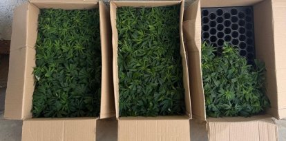 Imatge de les caixes amb marihuana que van trobar en un dels vehicles.