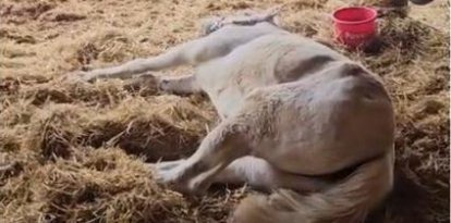 Els cavalls es trobaven en un estat deplorable, un dels quals amb greus dificultats per aixecar-se.