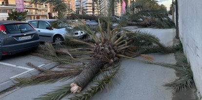 Arbre caigut a Mataró.