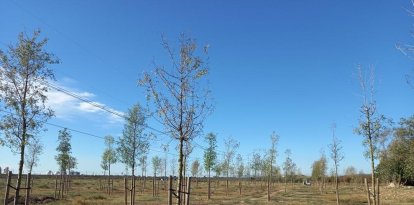 Imatge d'una plantada anterior a la Granja dels Frares.