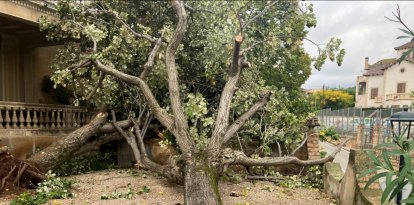 Arbre arrencat pel tornado del 4 de novembre a Port d'Armentera.