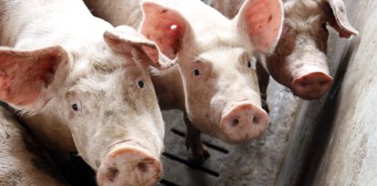 Catalunya s’han detectat 10 casos de PPA durant els últims quatre dies i establert una quarantena a la serra de Collserola.