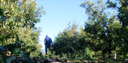 Mandarines fetes malbé al terra de la finca de Ramon Itarte, a Vinaròs