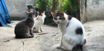 El mateix òrgan judicial va imposar mesures cautelars a l'Ajuntament el 2024.