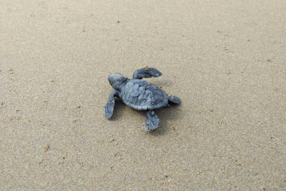 Imatge d'una cria acabada de néixer a la barra del Trabucador.