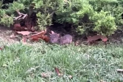 A l'estiu, es van trobar rosegadors al parc de la plaça d'Europa.