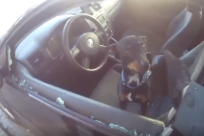 Imagen del momento del rescate del perro.