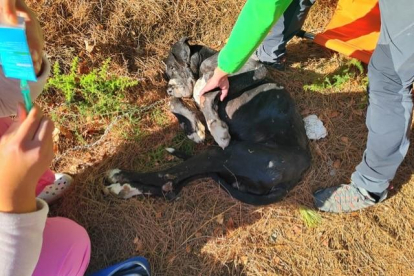 Gos desnutrit i amb hipotèrmia trobat abandonat a la Bisbal del Penedès.