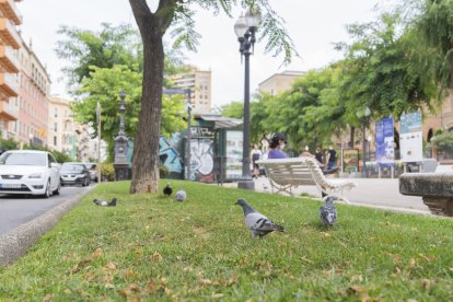 L’Ajuntament tindrà al maig un nou estudi que apuntarà noves mesures per combatre els coloms.