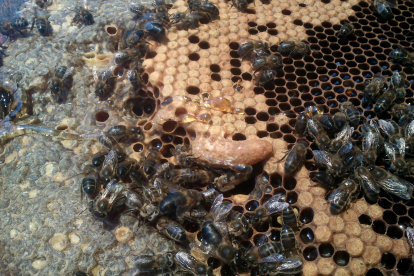 Una bresca plena d'abelles