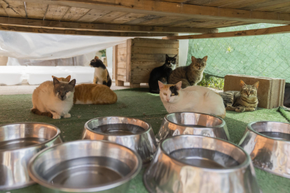 La Protectora d’Animals i Plantes va acollir 75 gats el 2023.