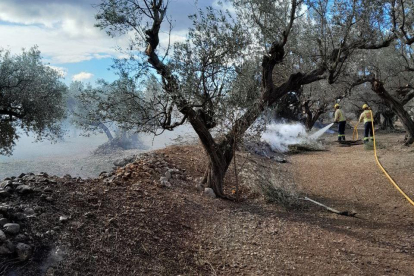 Parcel·la d'oliveres al barranquet de Xúrrit.