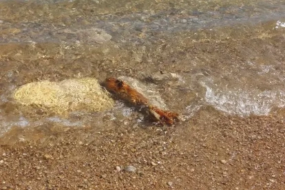 Imatge de la bala de morter localitzada a la platja de la Móra.