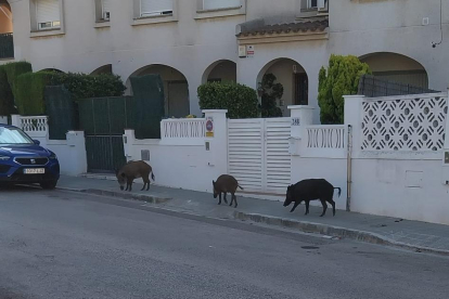 Imatge dels tres senglars al Camí Vell de la Pobla de Montornès de Torredembarra