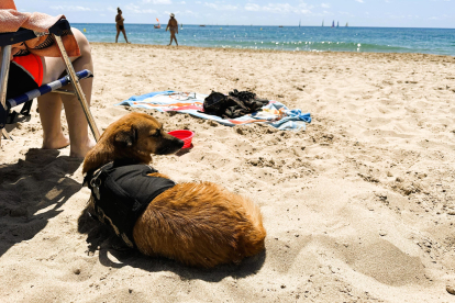 Imatge de la nova platja per a gossos de Torredembarra.