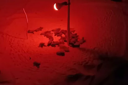 Imatge de les tortugues careta nascudes a la Savinosa.