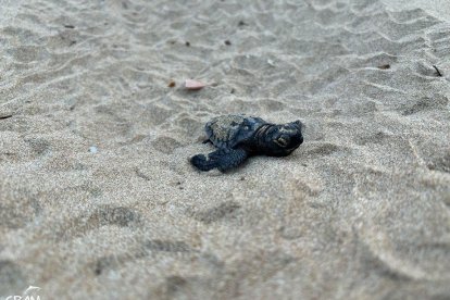 Tortugues careta de la Savinosa.
