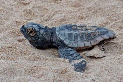 Una de les tortugues nascudes a la Savinosa