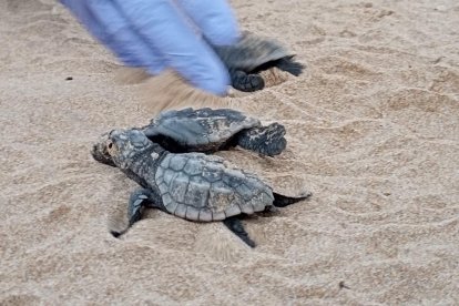 Varias tortugas nacidas en el nido de la Savinosa