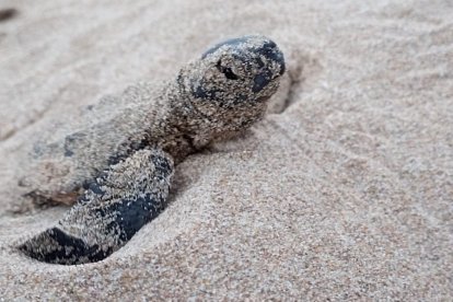 Una de las tortugas nacidas en el nido de la Savinosa