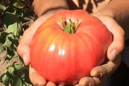 Imatge d'una tomaca Còrsega del Montsant, recuperada per La Safranòria