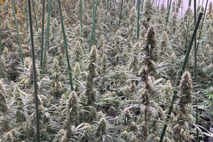 Imatge d'una de les plantacions de marihuana desmantellades a la Ribera d'Ebre.