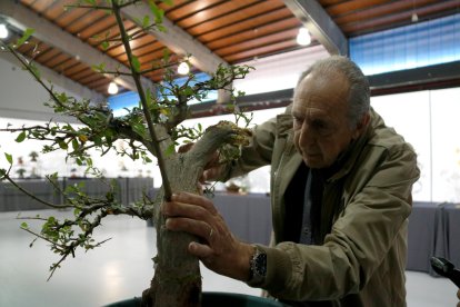 Un home cuida un bonsai en un taller impartit a la 25a Trobada de Bonsais de Tarragona