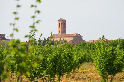 Imagen de viñas con la iglesia de Sant Pere del Rourell de fondo.