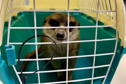 Imatge de la suricata sostreta