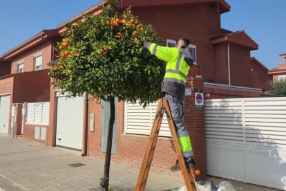 Un membre de la brigada de Reus collint taronges d'un arbre.