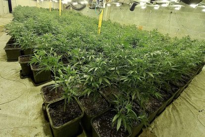Desarticulado un grupo criminal con dos grandes naves industriales de cultivo de marihuana en Cervera y Manlleu