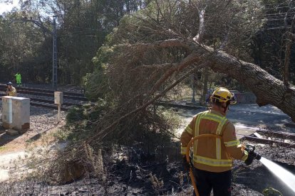 Un árbol ha caído a encima la catenaria en Sant Miquel de Fluvià