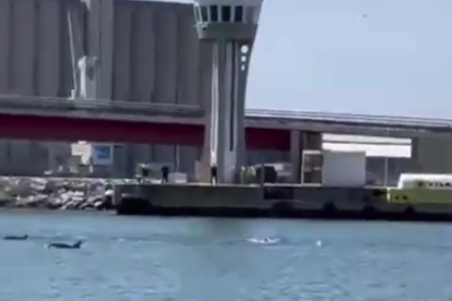 Imatge dels dofins nedant per les aigües del Port.
