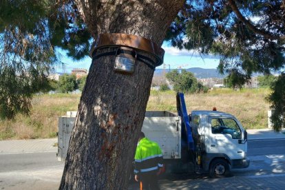 Imatge d'una trampa per controlar l'oruga processionària del pi.