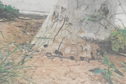 Imatge d'un plataner enverinat al carrer Santa Llúcia de l'Arboç.