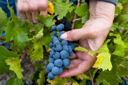 Imatge d’arxiu d’un viticultor collint raïm al Priorat.