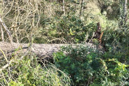 Les entitats veïnals demanen al consistori que fomenti la col·laboració amb els propietaris privats.