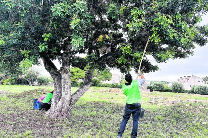 Imatge d’arxiu d’una espigolada de garrofes a Torredembarra, la tardor de l’any passat.